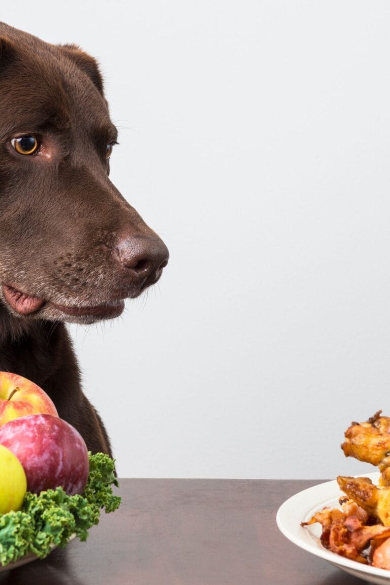 Deer Meat Dog Food Recipe (For Happy Pups)