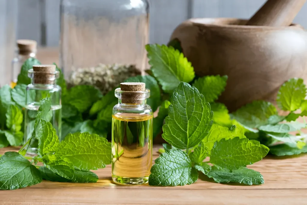 Health Benefits of Lemon Balm for Weight Loss